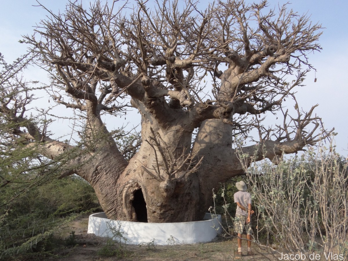 Adansonia digitata L.
